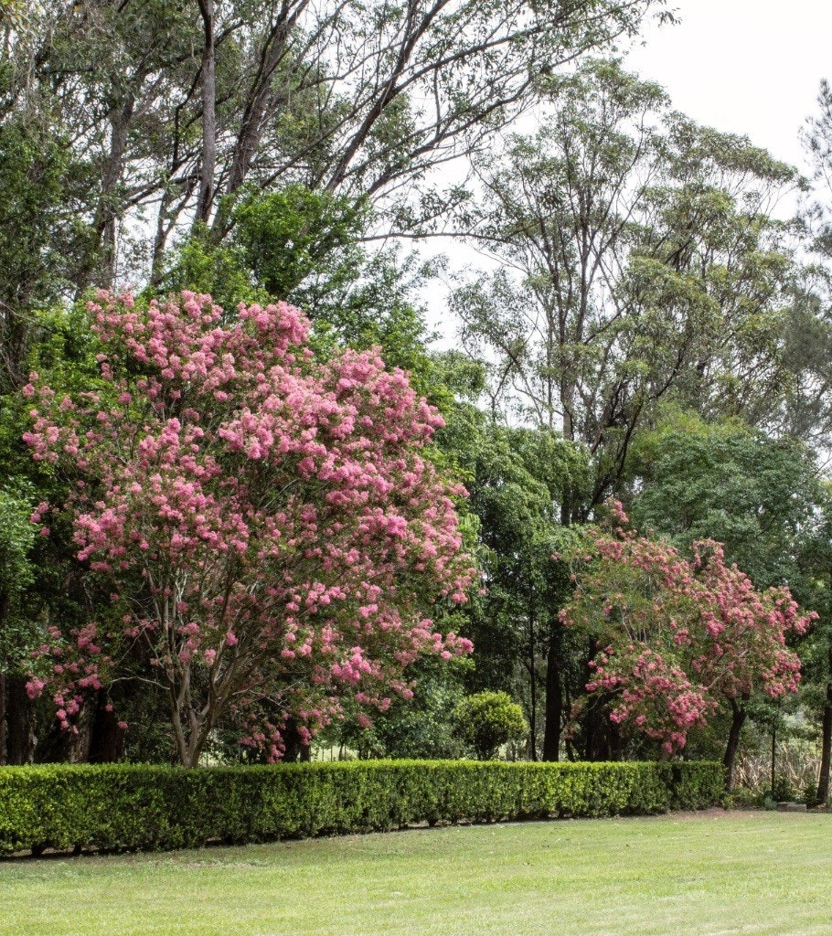 Grassy open lawn and pink flowering trees.